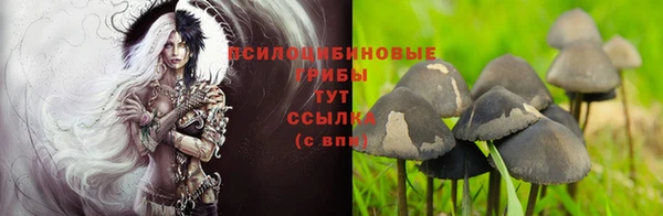 PSILOCYBIN Бородино