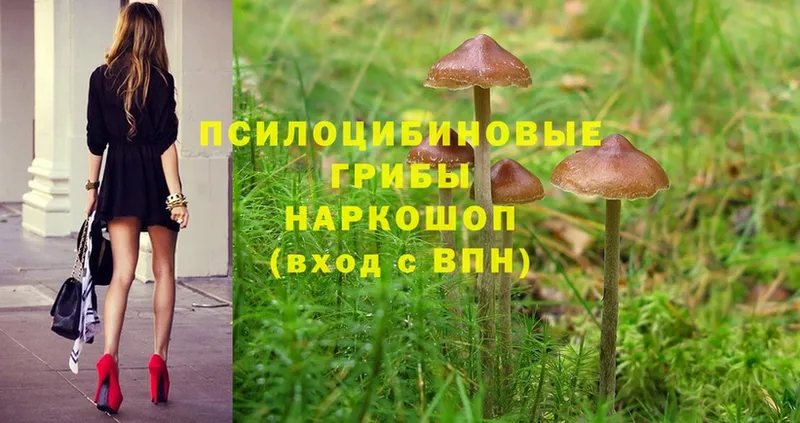 KRAKEN как войти  Приморско-Ахтарск  Псилоцибиновые грибы Magic Shrooms 